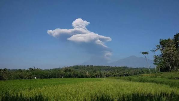 Pemandangan Sawah Desa Cukilan